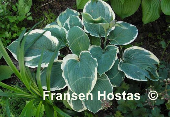 Hosta Northern Exposure